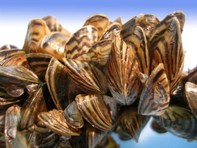 Zebra mussels - US Fish and Wildlife Service